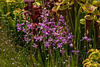 Calopogon tuberosus (Comon Grass-pink orchids) in the bog garden