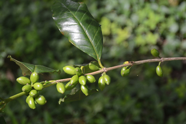 Honduras, Copan Ruinas, The Berries of Coffee