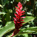 Mexico, Palenque, Bright Red Flower in the Jungle of Yucatan