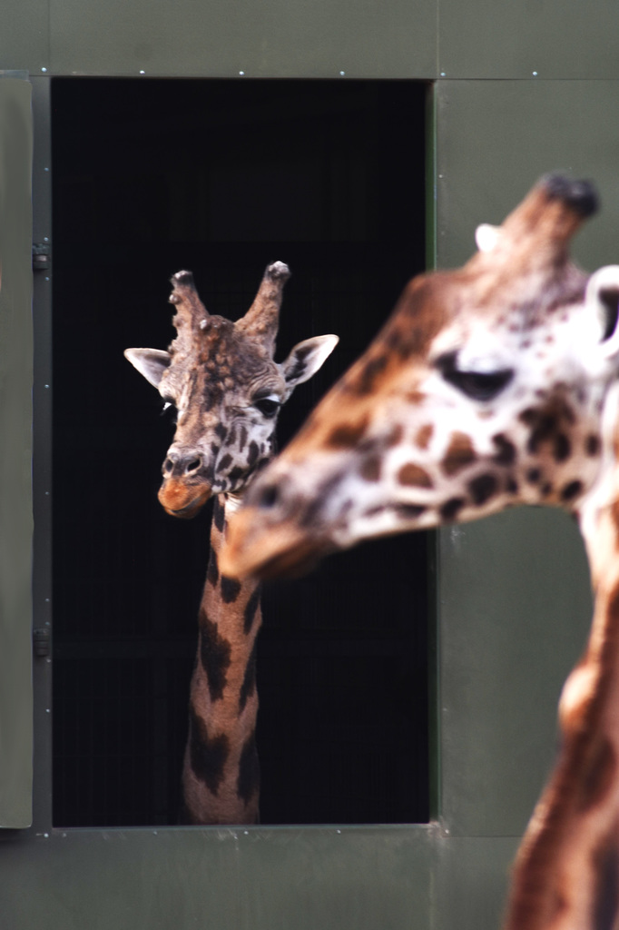 Do giraffes recognise themselves in a mirror?