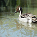 Canard Pilet