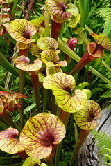 Pitcher plants