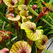 Pitcher plants