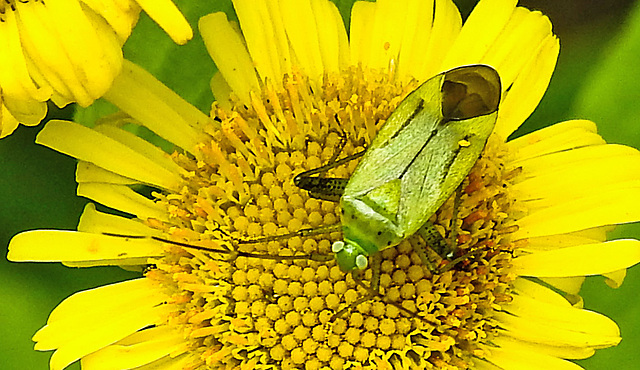 20230810 3799CPw [D~MS] Großes Flohkraut (Pulicaria dysenterica), Vierpunktige Zierwanze (Adelphocoris quadripunctatus), Rieselfelder Münster