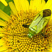 20230810 3799CPw [D~MS] Großes Flohkraut (Pulicaria dysenterica), Vierpunktige Zierwanze (Adelphocoris quadripunctatus), Rieselfelder Münster