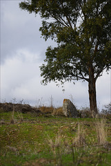 Penedos, First pasture after dry season