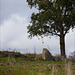 Penedos, First pasture after dry season