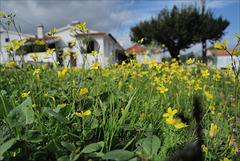 Brassica barrelieri, Penedos