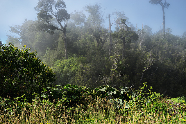 carretera_jungle