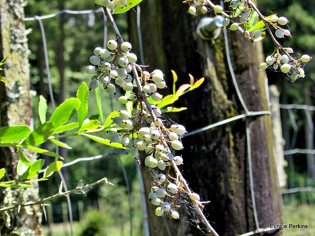 Berries on a Fence.