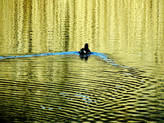The Coot. The Wake. The Reflection 3