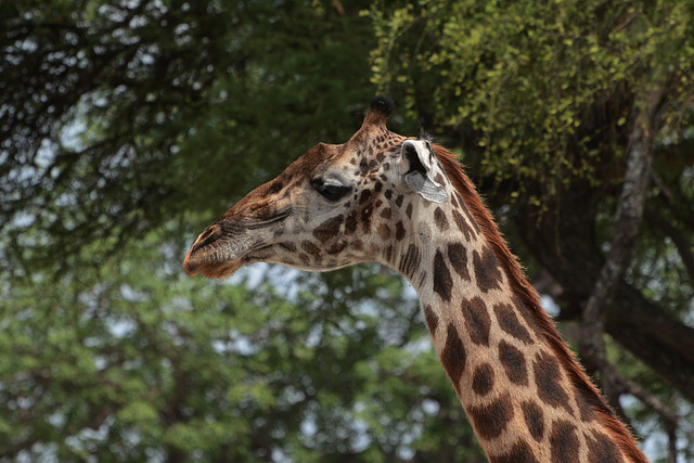 Tarangire, Giraffe Close-up