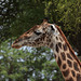 Tarangire, Giraffe Close-up