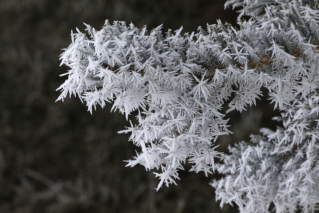 Hoarfrost