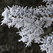 Hoarfrost