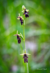 Fliegen Orchidee