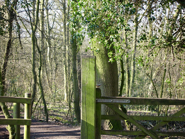 Baggeridge Wood, spot the Nuthatch