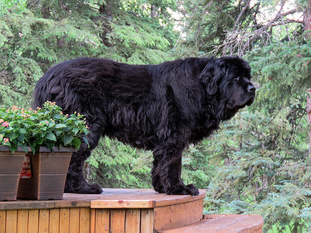 Beautiful Newfoundland dog