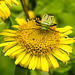20230810 3800CPw [D~MS] Großes Flohkraut (Pulicaria dysenterica), Vierpunktige Zierwanze (Adelphocoris quadripunctatus), Rieselfelder Münster