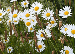Leucanthemum /plantago
