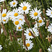 Leucanthemum /plantago