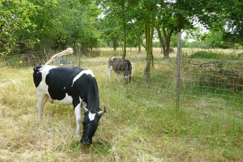 Les vaches du parc