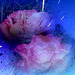 Roses avec Ultimate photo mixer