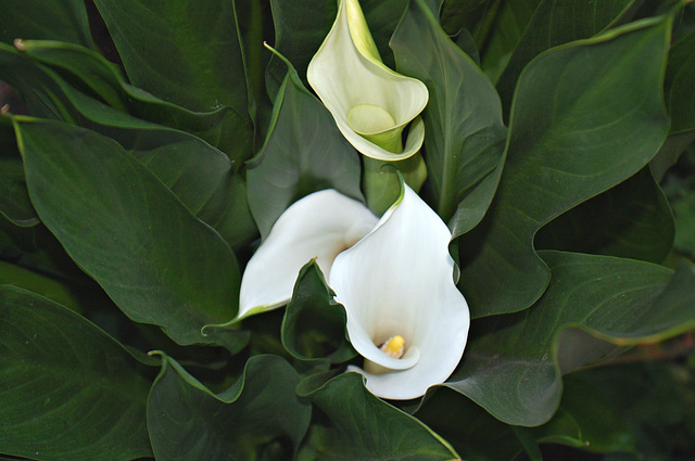 Cala Lilly