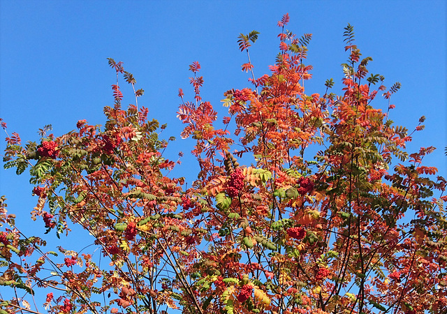 Vogelbeeren