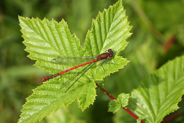 Large Red Damselfly