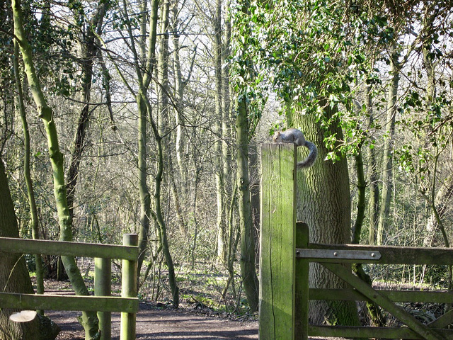 Baggeridge Wood