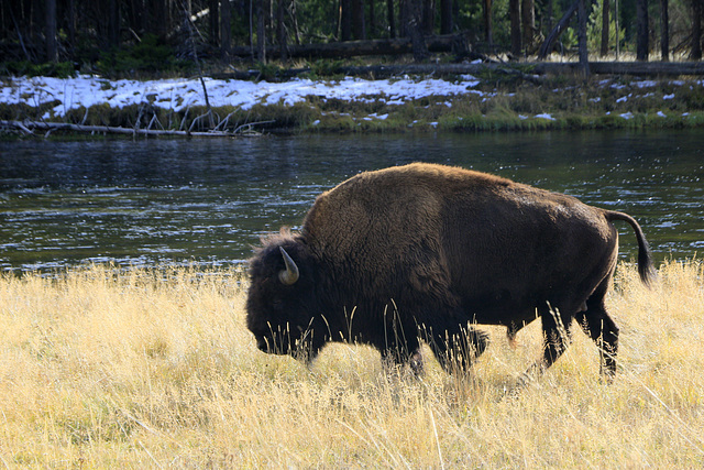 Bison