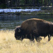 Bison