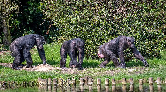 Chimps4