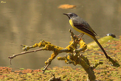 Bergeronnette des ruisseaux Bergeronnette des ruisseaux