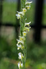 Spiranthes laciniata (Lace-lipped Ladies'-tresses orchid)