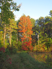 Sweetgum tree - autumn color