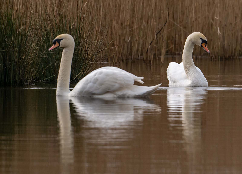 Swans
