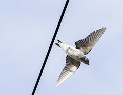 Violet-Green Swallow