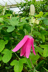 Passiflora reflexiflora