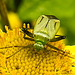 20230810 3801CPw [D~MS] Großes Flohkraut (Pulicaria dysenterica), Vierpunktige Zierwanze (Adelphocoris quadripunctatus), Rieselfelder Münster