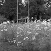 Cosmos field in front of a shrine