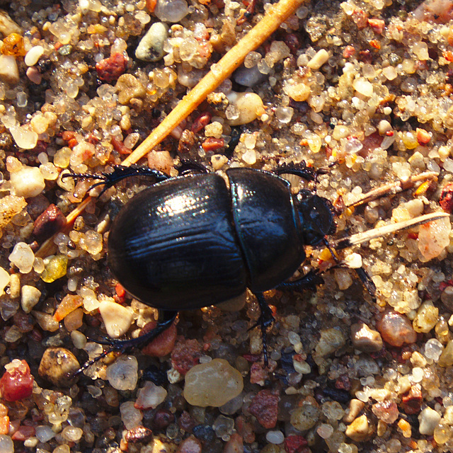 Białowieża