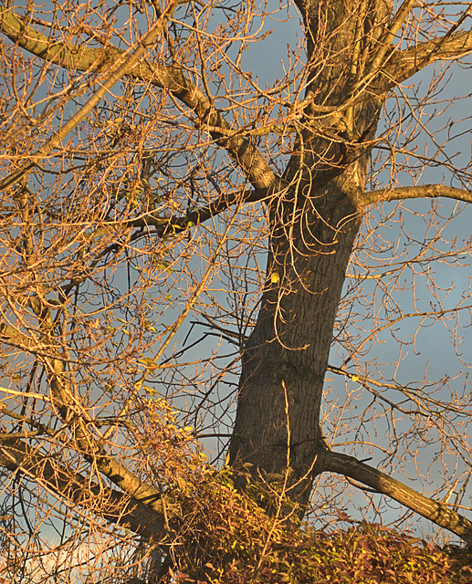 Early morning golden light and skies of steely grey