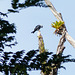 Plumbeous Kite / Ictinia plumbea, Trinidad