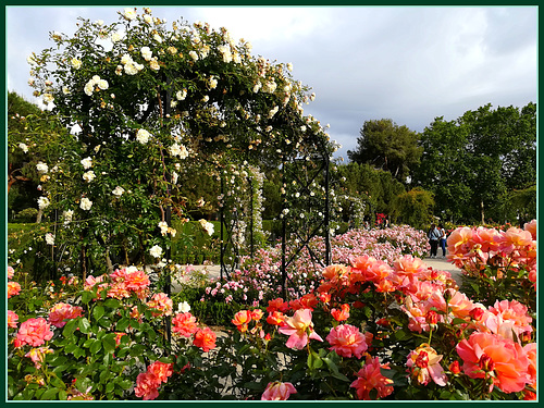 El Retiro rose garden.