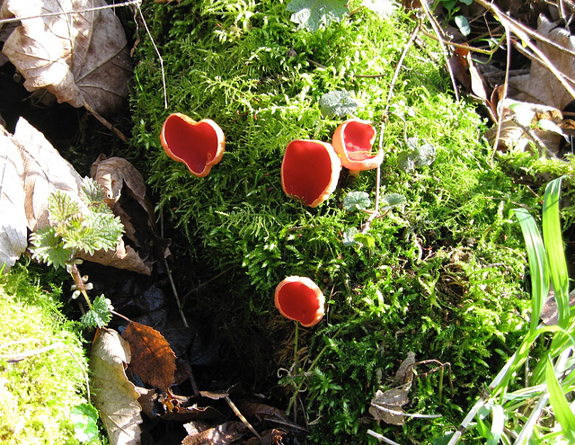 Orange Peel Fungus, Baggeridge Wood