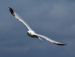 New Brighton flight set (4)