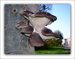 Hongos en árbol