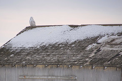 snowy owl on shed 10